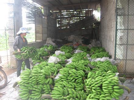 Những tỷ phú trên đồng đất Hưng Yên